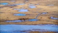 Horses by Kaidu River in Bayanbulak in Spring