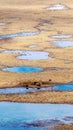 Horses by Kaidu River in Bayanbulak in Spring