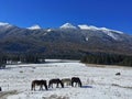 Horses on Kanas Pasture in Winter Royalty Free Stock Photo