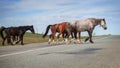 Horses of Khakassia