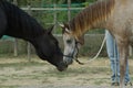 Horses and kiss