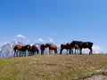 Horses at the Koruldi lakes, beautiful view of Great Caucasus mountains close to Mestia in Upper Svaneti, Georgia. Royalty Free Stock Photo