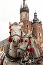 Horses in Krakow