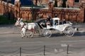 Horses Krakow Poland Royalty Free Stock Photo
