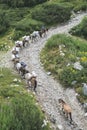 Horses laden with baggage climb the mountain Royalty Free Stock Photo