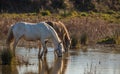 Horses at a lagoon Royalty Free Stock Photo