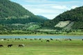 Horses and the lake Royalty Free Stock Photo