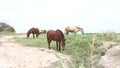 Horses at the lake