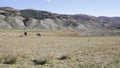 Horses in lake Rascino in the province of Rieti in Italy