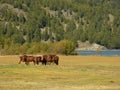 Horses at Lake Silvaplana