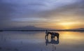 Horses on the lake and sunrise