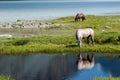 Horses by the lake Royalty Free Stock Photo