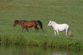 Horses at Lakeside Royalty Free Stock Photo