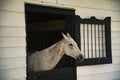 horses on a large farm plantation in Charleston, South Carolina Royalty Free Stock Photo