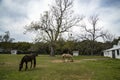 horses on a large farm plantation in Charleston, South Carolina Royalty Free Stock Photo