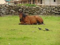 Horses lay in Field