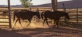 Horses Leaving the Corral