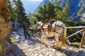 Horses led by a guide Royalty Free Stock Photo