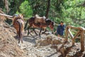 Horses led by a guide, are used to transport tired tourists in Samaria Gorge in central Cret Royalty Free Stock Photo