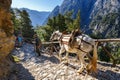 Horses led by a guide, are used to transport tired tourists in Samaria Gorge Royalty Free Stock Photo