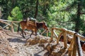 Horses led by a guide, are used to transport tired tourists in Samaria Gorge Royalty Free Stock Photo