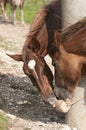 Horses lick salt block