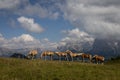 Horses in line in front of mountain panorama in Seiser Alm, South Tyrol, Italy Royalty Free Stock Photo