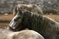 Horses in Lipica Royalty Free Stock Photo