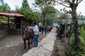 GUATEMALA - NOVEMBER 10, 2017: Horses and Local People Service for Tourist Helping to Climb To Pacaya Volcano