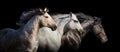 Horses with long mane Royalty Free Stock Photo
