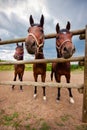 Horses look out of the aviary. Royalty Free Stock Photo