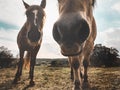 Horses looking curious at the camera that photographs them Royalty Free Stock Photo