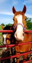 Horses Looking through gate