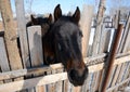 The horses, looking out of the corral