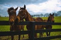 Horses looking over a fence Royalty Free Stock Photo