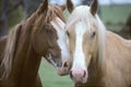 Horses In Love Royalty Free Stock Photo