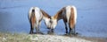 Horses in love Royalty Free Stock Photo