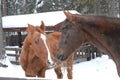 Horses love Royalty Free Stock Photo
