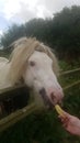 Horses love apples Royalty Free Stock Photo