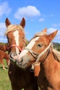 Horses In love Royalty Free Stock Photo