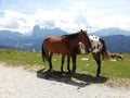 Horses in love in Resciesa mountain