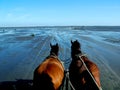 Horses and low tide Royalty Free Stock Photo