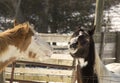 Horses Making Funny Faces