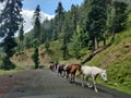 Horses Making An Uphill Journey Towards Sinthan Pass