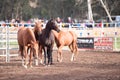 Horses at Man From Snowy River Bush Festival