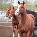 Horses at Man From Snowy River Bush Festival