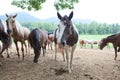 Horses Royalty Free Stock Photo