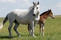 Horses - Mare and Baby (wide)