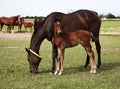 Horses mare and foal eating in the meadow