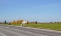 Horses and mares graze along a busy road Royalty Free Stock Photo